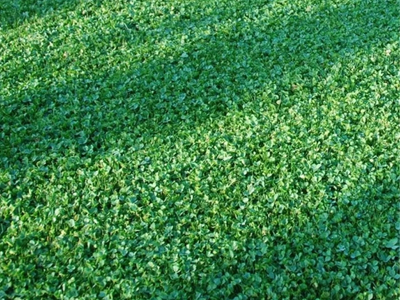 Grama China - Resistente y duradera