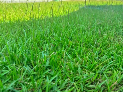 Grama Nacional - Económica y adaptada al clima