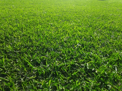 Grama San Agustín - Verde intenso y crecimiento rápido