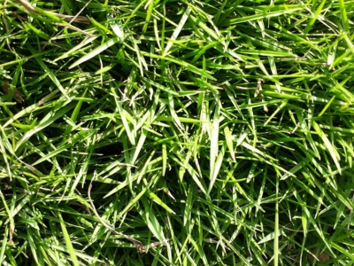 Grama Zoysia - Resistente y de bajo mantenimiento